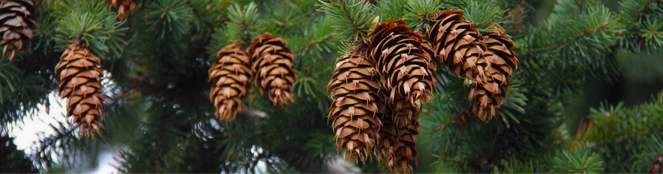 Sá»± kiá»‡n