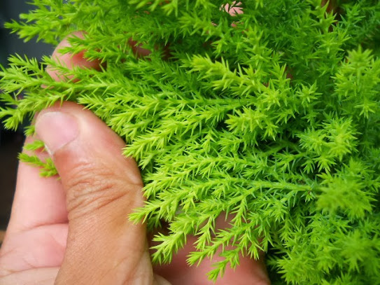 CÃ¢y tÃ¹ng hÆ°Æ¡ng trang trÃ­ ná»™i tháº¥t mang Ã½ nghÄ©a Ä‘áº¹p trong phong thá»§y