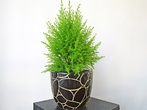 TÃ¡c dá»¥ng cá»§a tÃ¹ng hÆ°Æ¡ng