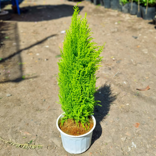 Báº­t mÃ­ cÃ¡ch trá»“ng vÃ  chÄƒm sÃ³c cÃ¢y TÃ¹ng ThÆ¡m xanh tÆ°Æ¡i quanh nÄƒm