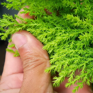 Nhá»¯ng ai khÃ´ng nÃªn uá»‘ng tinh dáº§u thÃ´ng Ä‘á»