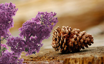 Dáº§u thÃ´ng tá»•ng há»£p, alpha-terpineol